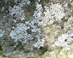 IMG_0718.jpg