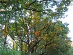 IMG_1055.jpg