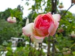IMG_1061.jpg