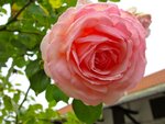IMG_1063.jpg