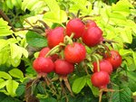 IMG_1064.jpg