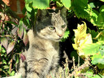 herbstkatz.JPG