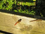 IMG_1159.jpg