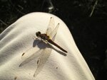 IMG_1175.jpg