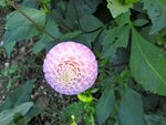 IMG_1118.jpg