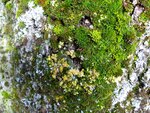 IMG_1138.jpg