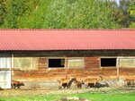 IMG_1209.jpg
