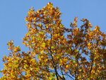 IMG_1244.jpg