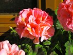 IMG_1254.jpg
