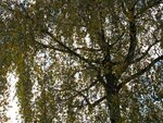 IMG_1287.jpg
