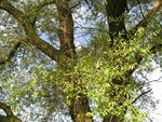 IMG_1310.jpg
