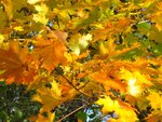 IMG_1314.jpg