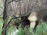 IMG_1325.jpg