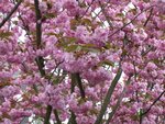 IMG_0857-1.jpg