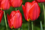 IMG_8300.jpg
