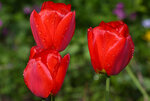 IMG_8305.jpg
