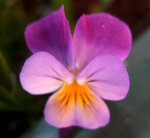 IMG_9276 Kopie.jpg