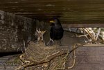 DSC_0223.jpg