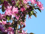 RosaApfelBluete01-090421.jpg