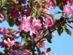 RosaApfelBluete02-090421.jpg