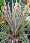 PalmFarn-090421.jpg