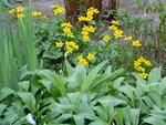 GelbeSumpfdotterBlume-090421.jpg