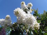 WeisserFlieder-090422.jpg