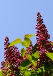 LilaFlieder01-090422.jpg