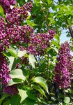 LilaFlieder02-090422.jpg