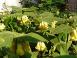 UnbekannteWildblume01-090423.jpg