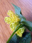 UnbekannteWildblume02-090423.jpg