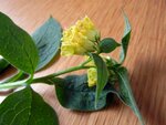 UnbekannteWildblume03-090423.jpg