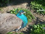 pfau.jpg
