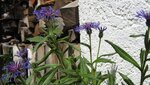 IMG_0241.jpg