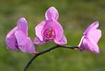 IMG_8394.jpg