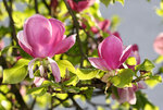 IMG_8417.jpg