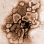 virus400-1240760727.jpg