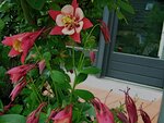 IMG_0242.jpg