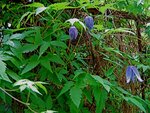 IMG_0246.jpg