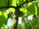 schnecke.jpg