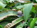 WeinbergschneckeAufDerHirschzunge-090501.jpg