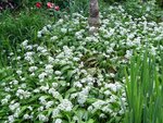 Baerlauch1-090501.jpg