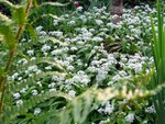 Baerlauch2-090501.jpg