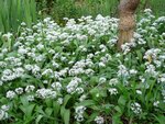 Baerlauch3-090501.jpg