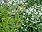 Baerlauch4-090501.jpg