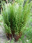 Wurmfarn1-090501.jpg