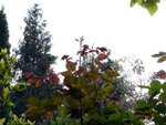 OrangeRosen-090501.jpg