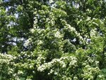 IMG_1901-1.jpg