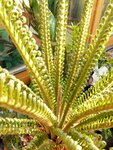 PalmFarn1-090502.jpg