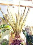 PalmFarn2-090502.jpg
